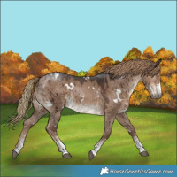 Horse Color:White Spotted Liver Red Dun Sabino Brindle 