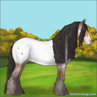 Horse Color:Sable Champagne Near Fewspot 