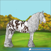 Horse Color:Silver Brown Near Leopard 