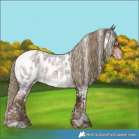 Horse Color:White Spotted Liver Red Roan Near Leopard 