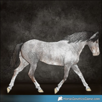 Horse Color:Liver Red Roan Sabino Appaloosa Rabicano 