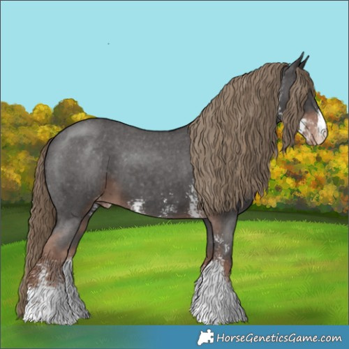 Horse Color:Liver Chestnut Sabino Appaloosa 