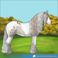 Horse Color:Liver Red Dun Splash Tobiano Appaloosa Rabicano Brindle