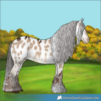Horse Color:White Spotted Liver Red Dun Appaloosa 