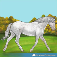 Horse Color:Watercolor White Spotted Cremello Roan