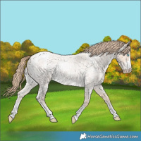 Horse Color:Perlino Roan 