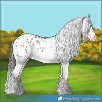 Horse Color:Buckskin Tobiano Blanket 