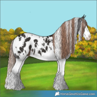 Horse Color:White Spotted Liver Chestnut Splash Appaloosa 