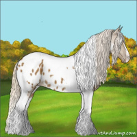 Horse Color:Chocolate Palomino Dun Tobiano Appaloosa 