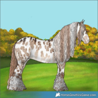 Horse Color:Liver Red Dun Sabino Tobiano Appaloosa Brindle 