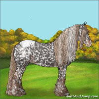 Horse Color:White Spotted Liver Chestnut Appaloosa 