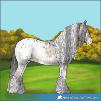 Horse Color:White Spotted Liver Red Onyx Appaloosa 
