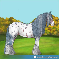 Horse Color:Watercolor White Spotted Liver Chestnut Sabino Appaloosa 