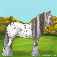 Horse Color:White Spotted Bay Dun Appaloosa 