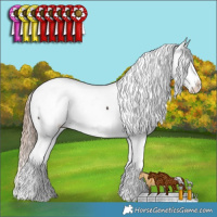 Horse Color:White Spotted Liver Chestnut Sabino Appaloosa 