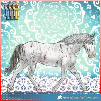 Horse Color:Liver Chestnut Sabino Appaloosa  and White Spotted Liver Red Dun Appaloosa Rabicano 
