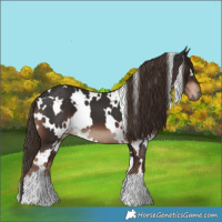 Horse Color:White Spotted Liver Chestnut 