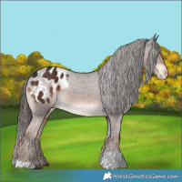 Horse Color:Liver Chestnut Appaloosa 