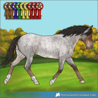 Horse Color:Liver Red Roan 