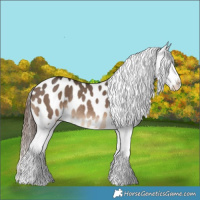 Horse Color:Brown Dun Appaloosa Rabicano 