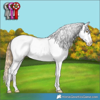 Horse Color:Classic Cream Champagne Roan Splash Appaloosa Rabicano 