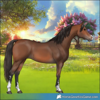 Horse Color:Bay 