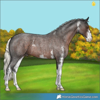 Horse Color:Liver Red Roan Mushroom Sabino 