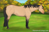 Horse Color:Bay Roan Dun 
