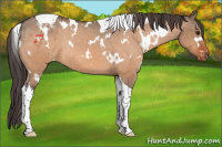 Horse Color:White Spotted Bay Dun Tobiano Varnish Rabicano 