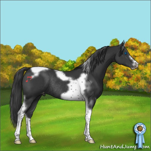 Horse Color:Black Tobiano Frame Appaloosa Rabicano 