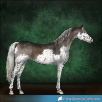 Horse Color:Gray Silver Brown Dun Splash Tobiano 