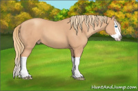 Horse Color:Gold Champagne Splash 