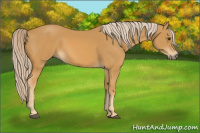 Horse Color:Palomino 