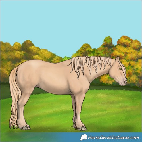 Horse Color:Gold Champagne 