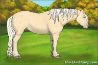 Horse Color:Gold Cream Champagne 