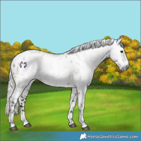 Horse Color:Gray Silver Brown Dun Appaloosa 
