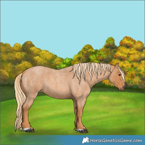 Horse Color:Red Roan 
