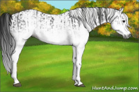 Horse Color:Gray White Spotted Black and Gray White Spotted Black