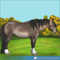 Horse Color:Bay Dun