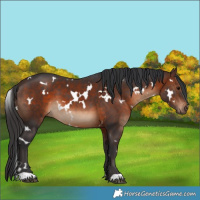 Horse Color:White Spotted Brown 