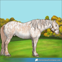 Horse Color:Gold Champagne Dun  and Liver Red Dun Roan Appaloosa 