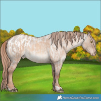 Horse Color:Gold Champagne Dun  and Liver Red Dun Roan Appaloosa 
