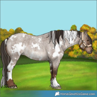 Horse Color:White Spotted Liver Red Dun Roan 