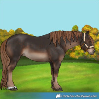 Horse Color:Liver Chestnut 