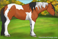 Horse Color:Bay Tobiano