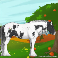 Horse Color:White Spotted Black Tobiano 
