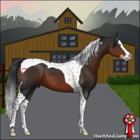Horse Color:Brown Splash Tobiano 