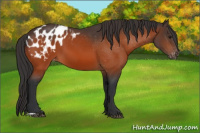 Horse Color:Bay Blanket  and Bay Blanket 