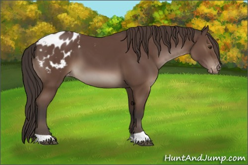 Horse Color:Bay Appaloosa 