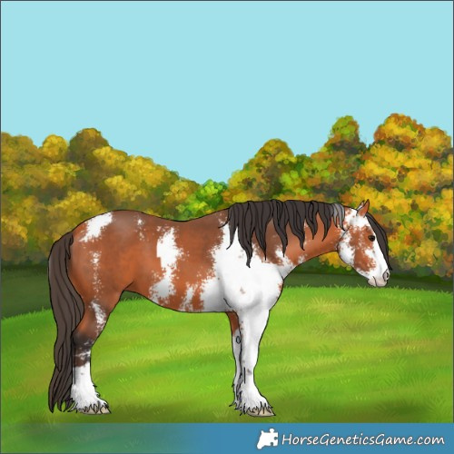 Horse Color:Bay Sabino 